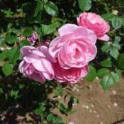 ヒメ日記 2026/04/17 12:46 投稿 川戸絵理 五十路マダムエクスプレス横浜店（カサブランカグループ）