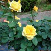 ヒメ日記 2026/04/17 13:46 投稿 川戸絵理 五十路マダムエクスプレス横浜店（カサブランカグループ）