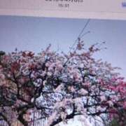 ヒメ日記 2026/04/01 16:37 投稿 かおり 熟女の風俗最終章 錦糸町店