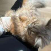 十六夜ゆめは 本日、20:00～新橋待機予定！ アロマレーベル新橋（シンデレラグループ）