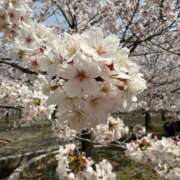 ヒメ日記 2026/04/01 17:18 投稿 なつみ 茨城水戸ちゃんこ