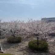 ヒメ日記 2026/04/06 22:05 投稿 なつみ 茨城水戸ちゃんこ