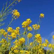 ヒメ日記 2026/04/11 11:25 投稿 なつみ 茨城水戸ちゃんこ