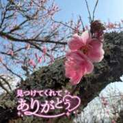 ヒメ日記 2026/04/02 14:32 投稿 松戸ぺん AJ DOLLS(エージェイドールズ)