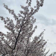 ヒメ日記 2026/04/11 12:35 投稿 りか YESグループ　華女