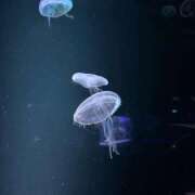 ヒメ日記 2026/08/19 01:34 投稿 らん IRIS(岐阜)