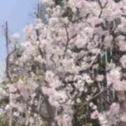 ヒメ日記 2026/03/29 12:47 投稿 おとは ワンダフル