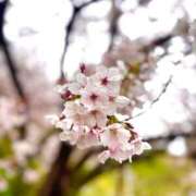 ヒメ日記 2026/04/07 13:00 投稿 陽菜-HINA- luxury aroma 咲