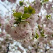 ヒメ日記 2026/04/10 23:01 投稿 神島れん グランエステ東京 品川（シンデレラグループ）