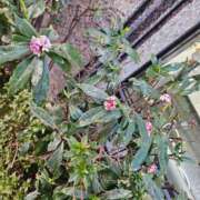 ヒメ日記 2026/03/30 23:55 投稿 いちか 湯房 湯島御殿