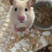 ヒメ日記 2026/04/05 15:11 投稿 石丸　ほのか 30・40・50代☆人妻熟女コレクション