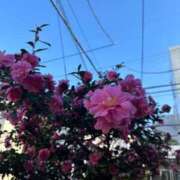 ヒメ日記 2026/04/23 12:41 投稿 月菜(つきな) グランドオペラ横浜