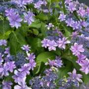 ヒメ日記 2026/06/10 12:33 投稿 月菜(つきな) グランドオペラ横浜
