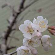 ヒメ日記 2026/03/18 17:30 投稿 さえこ 性腺熟女100％鶯谷（デリヘル市場）