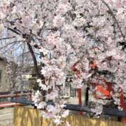 ヒメ日記 2026/03/30 17:50 投稿 さえこ 性腺熟女100％本店（デリヘル市場）