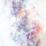 ヒメ日記 2026/03/14 21:35 投稿 あずき シェリーエンジェル