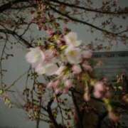 ヒメ日記 2026/03/29 20:33 投稿 香織890(kaori) 健康寿命を延ばす！恋愛コミュニティ otsto(オトスト)