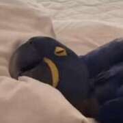 ヒメ日記 2026/04/14 01:35 投稿 まゆみ 多恋人倶楽部　宇部店