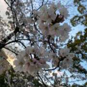 ヒメ日記 2026/03/30 07:42 投稿 羽川（はねかわ） 熟女の風俗最終章 名古屋店