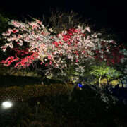 ヒメ日記 2026/04/07 01:12 投稿 ぴの 女の子がセルフで撮影する店！！成田デリヘル『生パネル』伝説