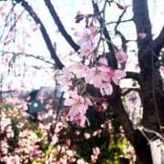 ヒメ日記 2026/03/17 15:39 投稿 まな 人妻・若妻デリヘル レディプレイス