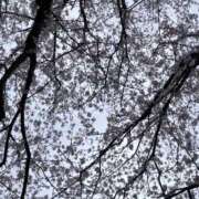 ヒメ日記 2026/04/04 10:38 投稿 まな 人妻・若妻デリヘル レディプレイス