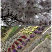 ヒメ日記 2026/03/31 21:32 投稿 るい ちゃんこ大阪