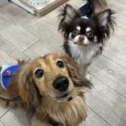 ヒメ日記 2026/03/31 16:21 投稿 らん ちゃんこ大阪