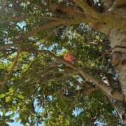 ヒメ日記 2026/03/29 15:09 投稿 Honoka PROPORTION