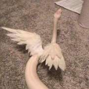 ヒメ日記 2026/03/13 21:18 投稿 エリー Evolution1st キタ兎我野店