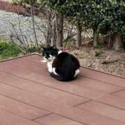 ヒメ日記 2026/03/19 22:42 投稿 なる Gossip girl