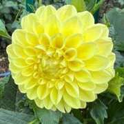 ヒメ日記 2026/03/11 08:14 投稿 喜彩(きいろ) 五反田痴女性感フェチ倶楽部