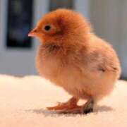 ヒメ日記 2026/03/11 12:20 投稿 喜彩(きいろ) 五反田痴女性感フェチ倶楽部