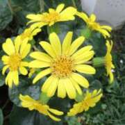 ヒメ日記 2026/03/12 08:04 投稿 喜彩(きいろ) 五反田痴女性感フェチ倶楽部