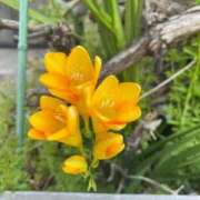 ヒメ日記 2026/03/19 00:43 投稿 喜彩(きいろ) 五反田痴女性感フェチ倶楽部