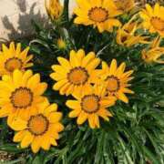 ヒメ日記 2026/03/25 13:53 投稿 喜彩(きいろ) 五反田痴女性感フェチ倶楽部