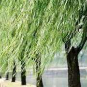 ヒメ日記 2026/03/25 15:43 投稿 喜彩(きいろ) 五反田痴女性感フェチ倶楽部