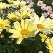 ヒメ日記 2026/03/30 11:13 投稿 喜彩(きいろ) 五反田痴女性感フェチ倶楽部