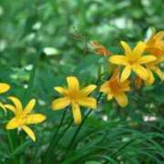 ヒメ日記 2026/04/01 23:53 投稿 喜彩(きいろ) 五反田痴女性感フェチ倶楽部