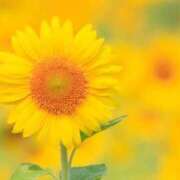 ヒメ日記 2026/04/04 08:04 投稿 喜彩(きいろ) 五反田痴女性感フェチ倶楽部