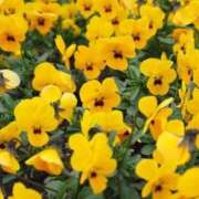 ヒメ日記 2026/04/04 12:23 投稿 喜彩(きいろ) 五反田痴女性感フェチ倶楽部