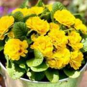 ヒメ日記 2026/04/12 13:03 投稿 喜彩(きいろ) 五反田痴女性感フェチ倶楽部