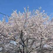ヒメ日記 2026/03/30 07:27 投稿 れん 岐阜岐南各務原ちゃんこ