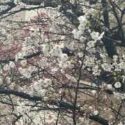 愛上 えれな 桜🌸 横浜貴楼館