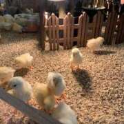 ヒメ日記 2026/04/14 05:53 投稿 ひな 熟女の風俗最終章 立川店