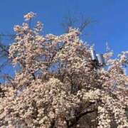 ヒメ日記 2026/03/28 11:49 投稿 柊　よしの OLピンクコレクション