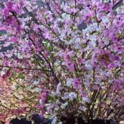 ヒメ日記 2026/04/02 10:27 投稿 月咲ひなた コウテイ