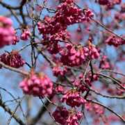 ヒメ日記 2026/03/07 15:06 投稿 ゆの 熟女総本店 堺東店