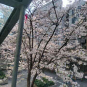 一条 さくらこ ありがとうございました♡ セカンドパートナー本店