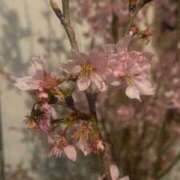 ヒメ日記 2026/03/30 17:54 投稿 ここな ぷるるん小町梅田店